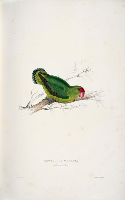 Agapornis taranta af Edward Lear